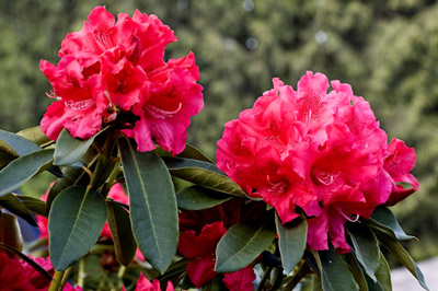Picture of pink flowers