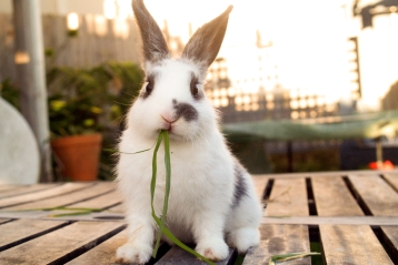 A bunny eating grass